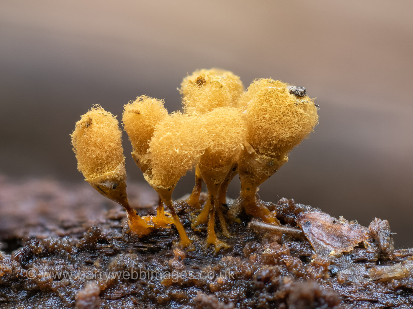 Photo by Barry Webb Hemitrichia calyculata by Barry Webb
